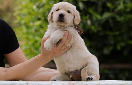 CAROL MASCHIO GOLDEN RETRIEVER 5302