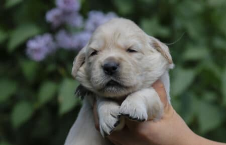 CAROL MASCHIO GRIGIO GOLDEN RETRIEVER 4880