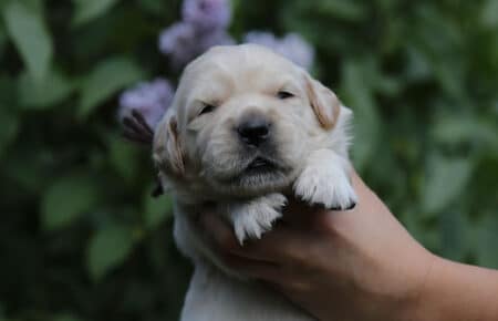 CAROL MASCHIO MARRONE GOLDEN RETRIEVER 4892