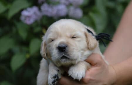 CAROL MASCHIO NERO GOLDEN RETRIEVER 4898
