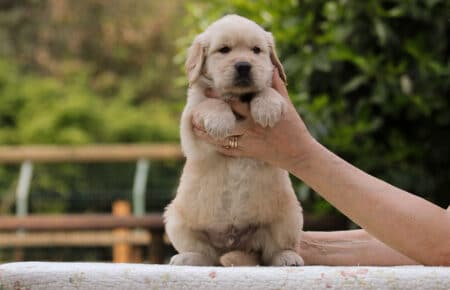 CAROL MASCHIO NERO GOLDEN RETRIEVER 5285