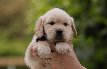 CAROL MASCHIO NERO GOLDEN RETRIEVER 5287