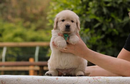 CAROL MASCHIO VERDE GOLDEN RETRIEVER 5268