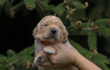 CHIARO DI LUNA CUCCIOLO DI GOLDEN RETRIEVER 4926