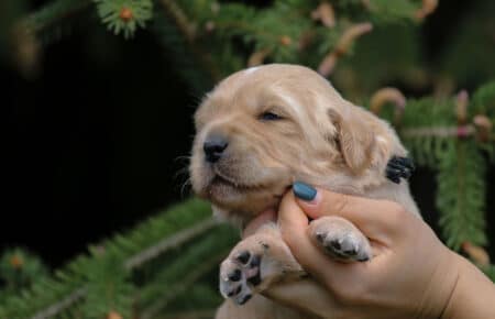 CHIARO DI LUNA CUCCIOLO DI GOLDEN RETRIEVER 4931