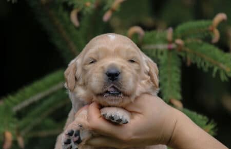 CHIARO DI LUNA CUCCIOLO DI OLDEN RETRIEVER 4933