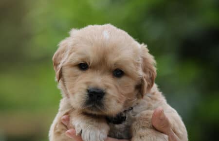 CHIARO DI LUNA CUCCIOLO MASCHIO DI GOLDEN RETRIEVER SAN NICOLO 5310