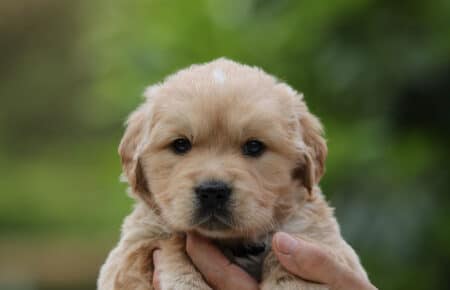 CHIARO DI LUNA CUCCIOLO MASCHIO DI GOLDEN RETRIEVER 5308