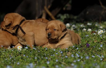 NICOLETTE CUCCIOLI DI LABRADOR FOXRED 4115