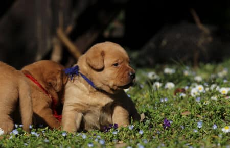 NICOLETTE CUCCIOLI DI LABRADOR FOXRED 4117