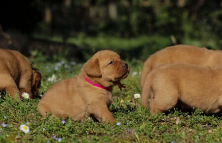 NICOLETTE CUCCIOLI DI LABRADOR FOXRED 4132