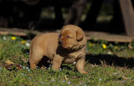 NICOLETTE CUCCIOLI DI LABRADOR FOXRED 4133