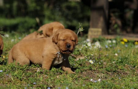 NICOLETTE CUCCIOLI DI LABRADOR FOXRED 4134