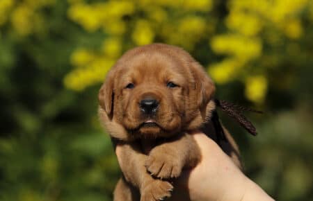 NICOLETTE CUCCIOLI DI LABRADOR FOXRED 4137