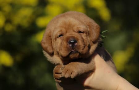 NICOLETTE CUCCIOLI DI LABRADOR FOXRED 4141