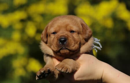 NICOLETTE CUCCIOLI DI LABRADOR FOXRED 4143