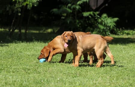 NICOLETTE CUCCIOLI LABRADOR FOXRED 5803