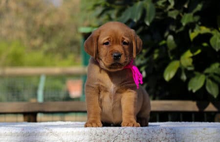 NICOLETTE FEMMINA LABRADOR FOXRED 4363