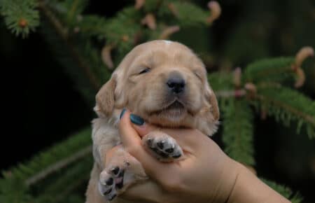 chiaro di luna cucciolo di golden retriever 4930