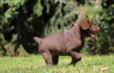 CONNIE CUCCIOLI DI LABRADOR CHOCOLATE SAN NICOLO 7008