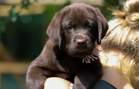 CONNIE CUCCIOLI DI LABRADOR CHOCOLATE SAN NICOLO 7070