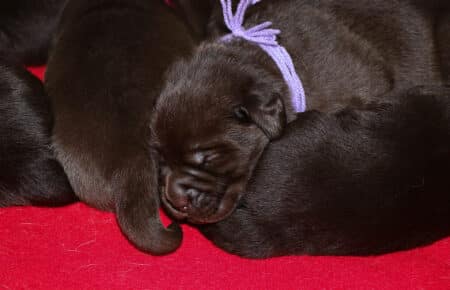 CONNIE CUCCIOLI DI LABRADOR CHOCOLATE 5608