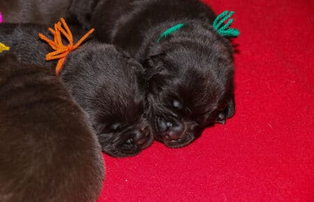 CONNIE CUCCIOLI DI LABRADOR CHOCOLATE 5612