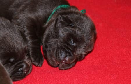 CONNIE CUCCIOLI DI LABRADOR CHOCOLATE 5616