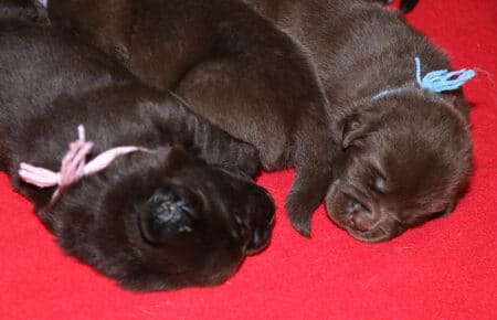 CONNIE CUCCIOLI DI LABRADOR CHOCOLATE 5618
