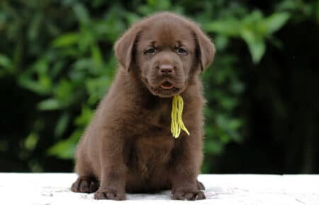 CONNIE CUCCIOLI FEMMINA LABRADOR CHICOLATE 6212