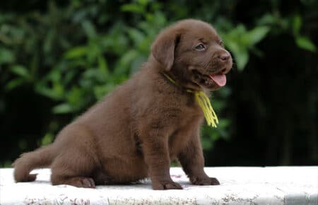 CONNIE CUCCIOLI FEMMINA LABRADOR CHICOLATE 6214