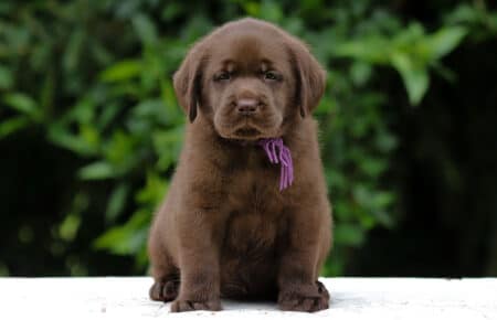CONNIE CUCCIOLI FEMMINA LABRADOR CHICOLATE 6241