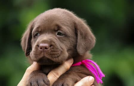 CONNIE CUCCIOLI FEMMINA LABRADOR CHICOLATE 6277