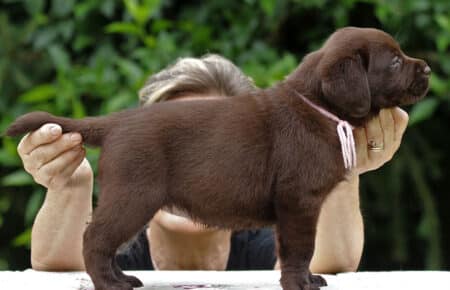 CONNIE CUCCIOLI FEMMINA LABRADOR CHICOLATE 6285