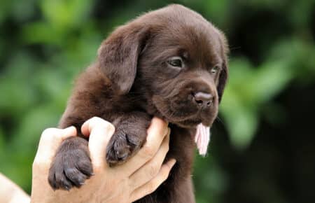 CONNIE CUCCIOLI FEMMINA LABRADOR CHOCOLATE 6291