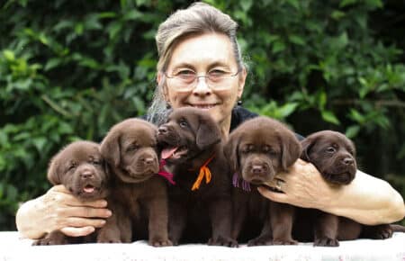 CONNIE CUCCIOLI FEMMINE LABRADOR CHOCOLATE 6295