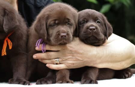 CONNIE CUCCIOLI LABRADOR CHOCOLATE 6296