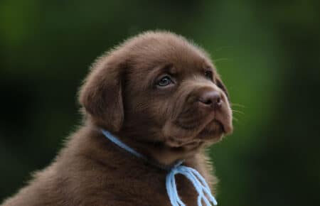 CONNIE CUCCIOLI MASCHIO LABRADOR CHICOLATE 6165