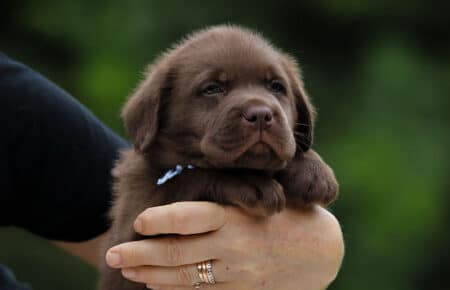CONNIE CUCCIOLI MASCHIO LABRADOR CHICOLATE 6170
