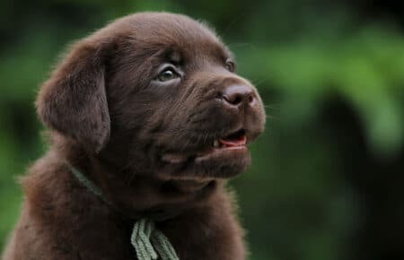 CONNIE CUCCIOLI MASCHIO LABRADOR CHICOLATE 6186