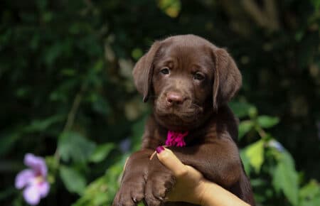 CUCCIOLI DI LABRADOR CHOCOLATE SAN NICOLO 7044