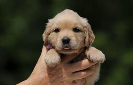 GYPSY CUCCIOLA FEMMINA DI GOLDEN RETRIEVER 6432