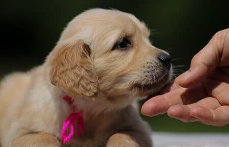 GYPSY CUCCIOLA FEMMINA DI GOLDEN RETRIEVER 6440