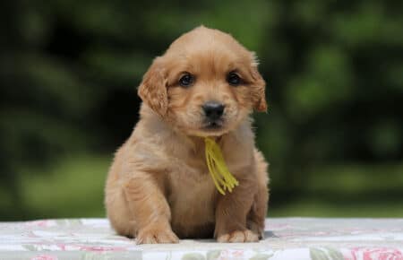 GYPSY CUCCIOLA FEMMINA GOLDEN RETRIEVER 6355