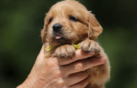 GYPSY CUCCIOLA FEMMINA GOLDEN RETRIEVER 6368