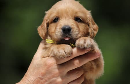 GYPSY CUCCIOLA FEMMINA GOLDEN RETRIEVER 6370