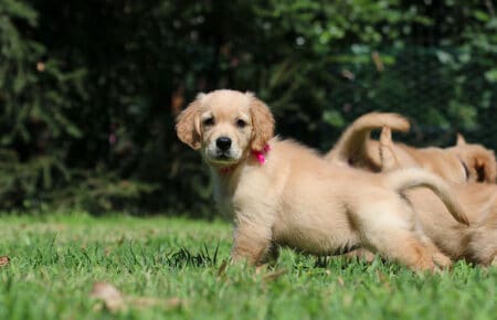 GYPSY CUCCIOLI DI GOLDEN RETRIEVER SAN NICOLO 6897