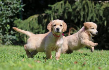 GYPSY CUCCIOLI DI GOLDEN RETRIEVER SAN NICOLO 6898