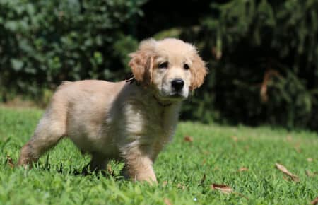 GYPSY CUCCIOLI DI GOLDEN RETRIEVER SAN NICOLO 6900