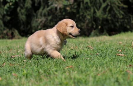 GYPSY CUCCIOLI DI GOLDEN RETRIEVER SAN NICOLO 6901